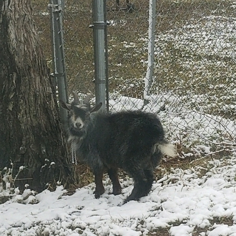 Meet your Posher, Dina